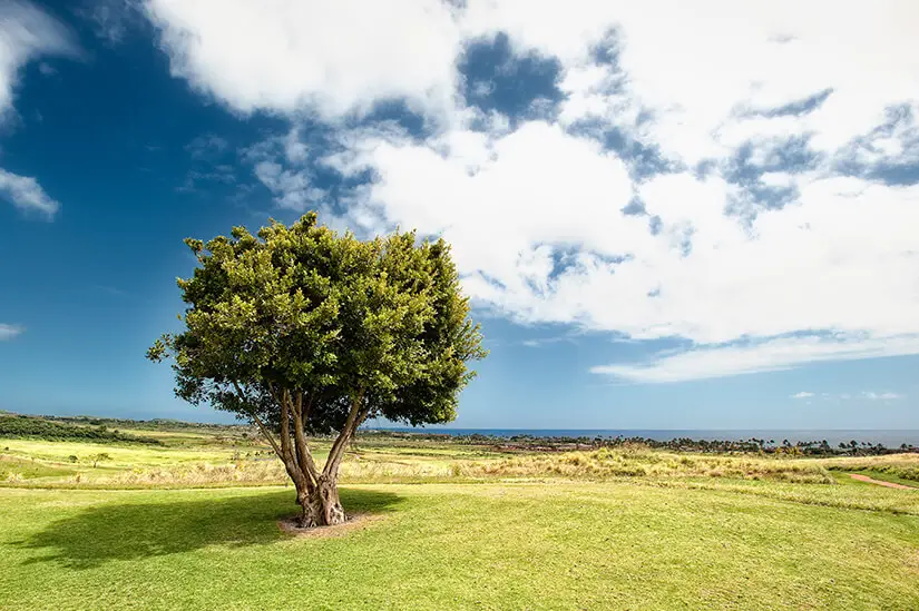 side lighting landscape