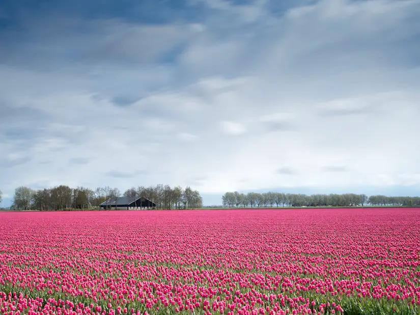 2-netherlands-tulip-fields